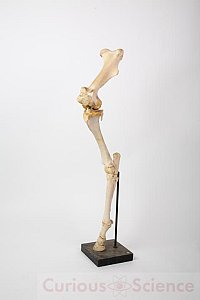 Horses Leg Skeleton